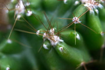 close-up cactus