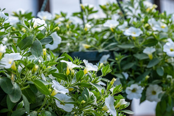 white flowers calibrachoa in a pot with green leaves