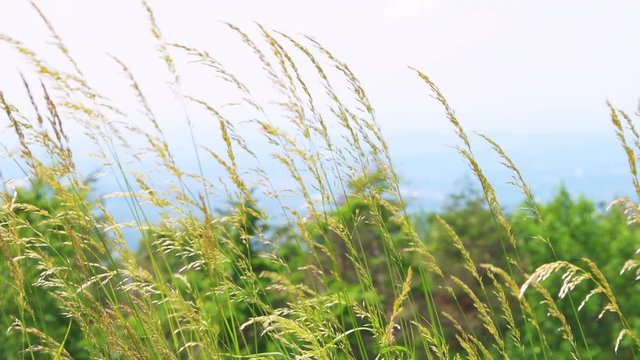 Closeup of tall grass plants swaying in wind in Shenandoah valley national park by Blue Ridge appalachian mountains with sky in blurry background