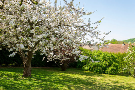 photo d'un arbre en fleurs un cerisier dans un jardin 
