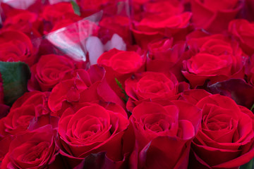 Obraz na płótnie Canvas close-up of red roses