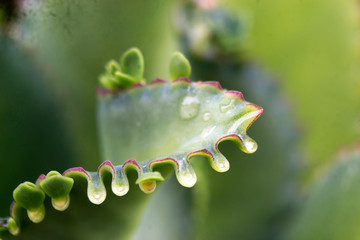 abstract leaf, water droplet on a leaf