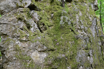 Green moss on the rock. stone overgrown with a bhomme