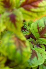 Coleus or painted home decorative nettle. Colorful leaves of a plant.