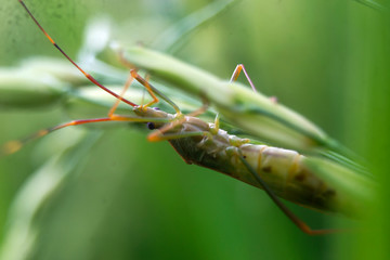 rice pests