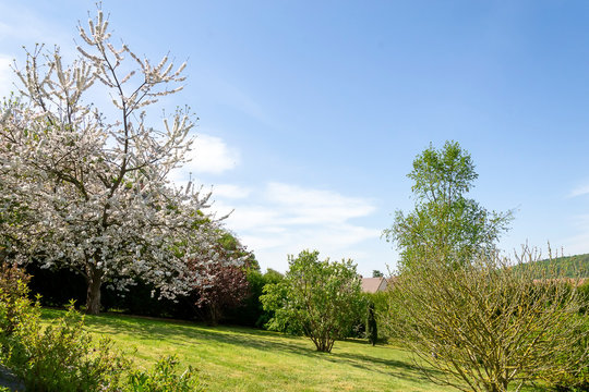 photo d'un arbre en fleurs un cerisier dans un jardin 