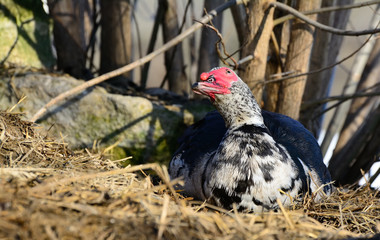 Muscovy duck closeup