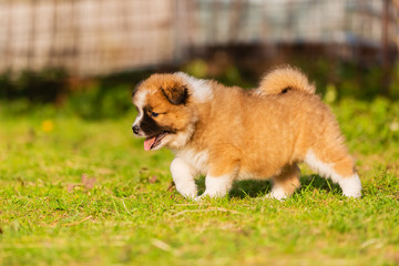 cute elo puppy walks on a lawn