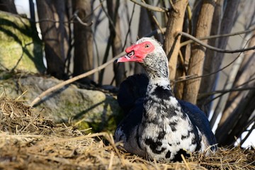 Muscovy duck closeup