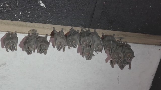 Colony of Brazilian bat, The white-lined broad-nosed bat  Platyrrhinus lineatus is a bat species from South America. 