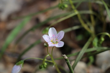 blooming flowers in spring