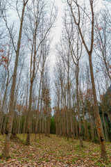 Plantation of rubber trees. Latex mining. Thailand.