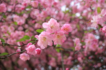 pink flowering tree
