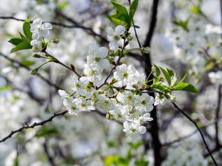 blossoming apple tree in spring