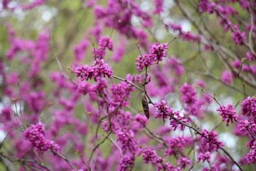 magenta flowering tree