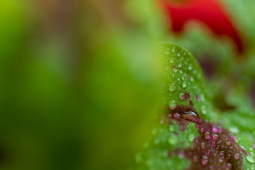 Leaves of home decorative nettle in bright green and burgundy colors with water drops close-up.
