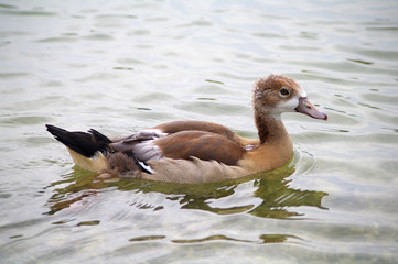 duck