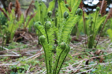 ferns