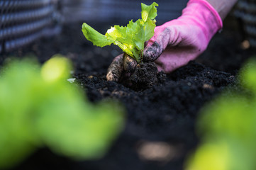 Planting spring lettuce seedling