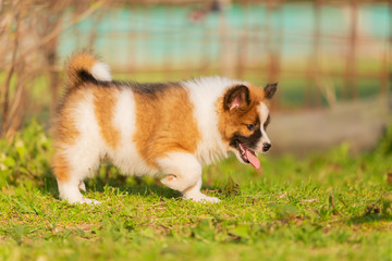 portrait of a walking elo puppy