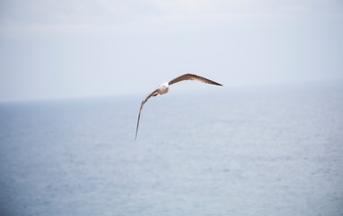 Seagulls flying in the port of the Spanish city of Aguilas