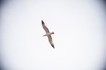 Seagulls flying in the port of the Spanish city of Aguilas