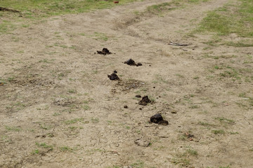 Horse poop on green grass. Horse manure in meadow.