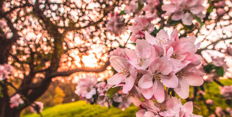 Cherry blossom tree pink blooming flowers on branch as spring floral botanical outdoor sunset landscape background  