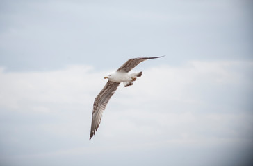 Seagulls flying in the port of the Spanish city of Aguilas
