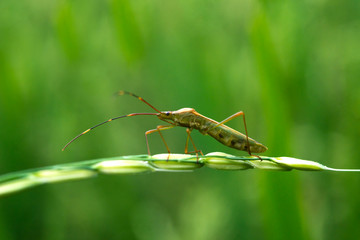 rice pests