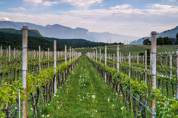 Fototapeta na wymiar Vineyards at Eppan in South Tyrol in northern Italy. Growing grapes and apples is the main branch of the economy in this region.
