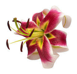 Elegant lily isolated on a white background. Beautiful star flower. Spring time, summer. Easter holidays. Garden decoration, landscaping. Floral floristic arrangement