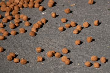 Closeup de ração de cachorro espalhada no chão