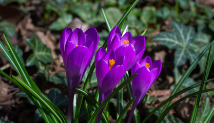 Fototapeta premium Blooming purple crocus flowers, first spring flowers in the forest