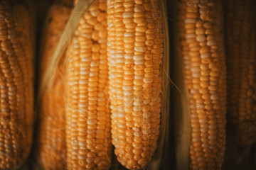 Raw ear corn. Texture background of fresh yellow corns.