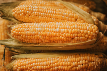 Raw ear corn. Texture background of fresh yellow corns.