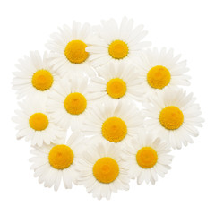 Collection white daisy flower isolated on white background. Flat lay, top view. Floral pattern, object