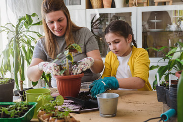 Mother and daughter repotting plants together at home garden. Spring gardening.