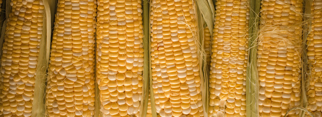 Raw ear corn. Texture background of fresh yellow corns.