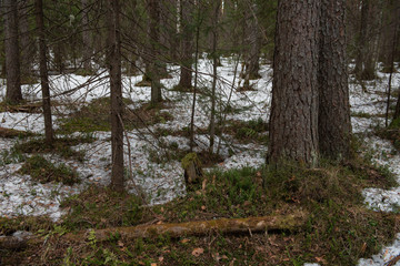 Taiga forest on a sunny spring day.