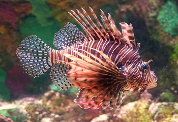 Close up of a lionfish swimming inside an aquarium