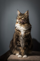 Maine coon