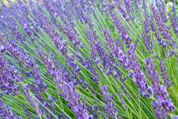 Fototapeta na wymiar violet lavender flowers and greens, sweet fragrant plant and spice with pleasant fragrance, blurry image with selective focus