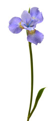 Iris flowers bouquet blue isolated on white background. Summer. Spring. Flat lay, top view. Floral pattern. Love. Valentine's Day © Flower Studio