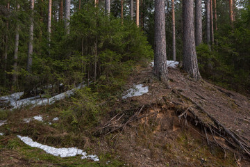 Naklejka premium Root system of pine trees on a hillside