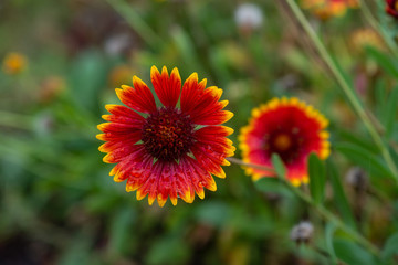 Nice summer field flowers under the rain nature weather