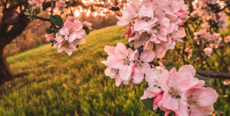 Cherry blossom tree pink blooming flowers on branch as spring floral botanical outdoor sunset landscape background  