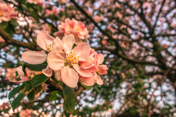 Cherry blossom tree pink blooming flowers on branch close up in sun light as spring floral botanical background with copy space for text