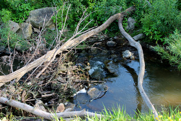 Little Stream in the Forest