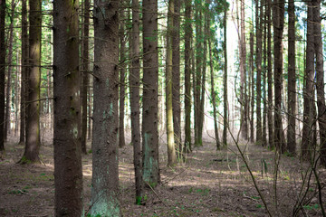 Obraz premium footpath in the forest